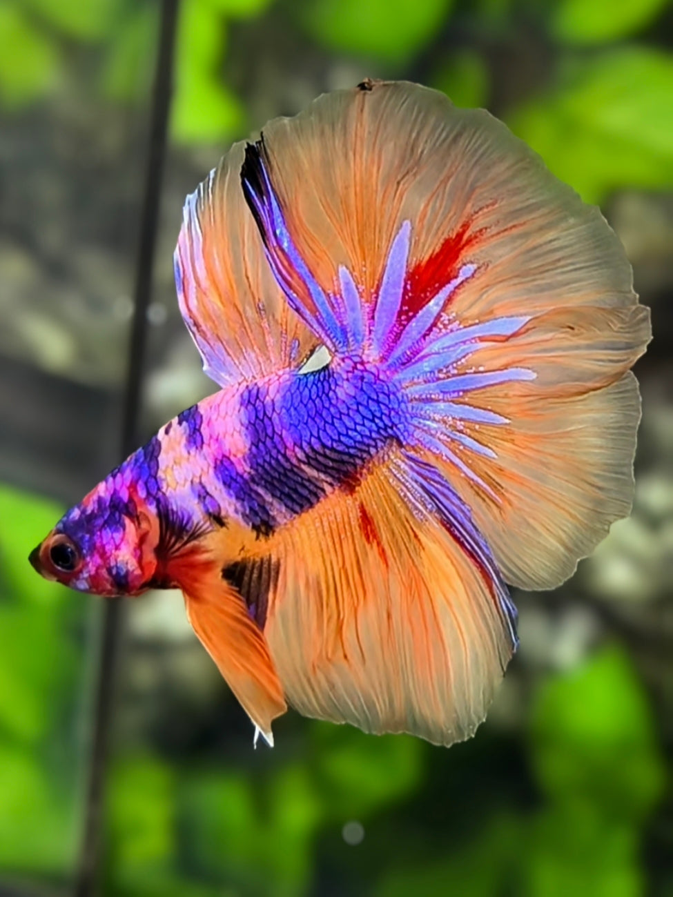 Black Lips Multicolor Candy Purple Pink Halfmoon Betta Fish Male