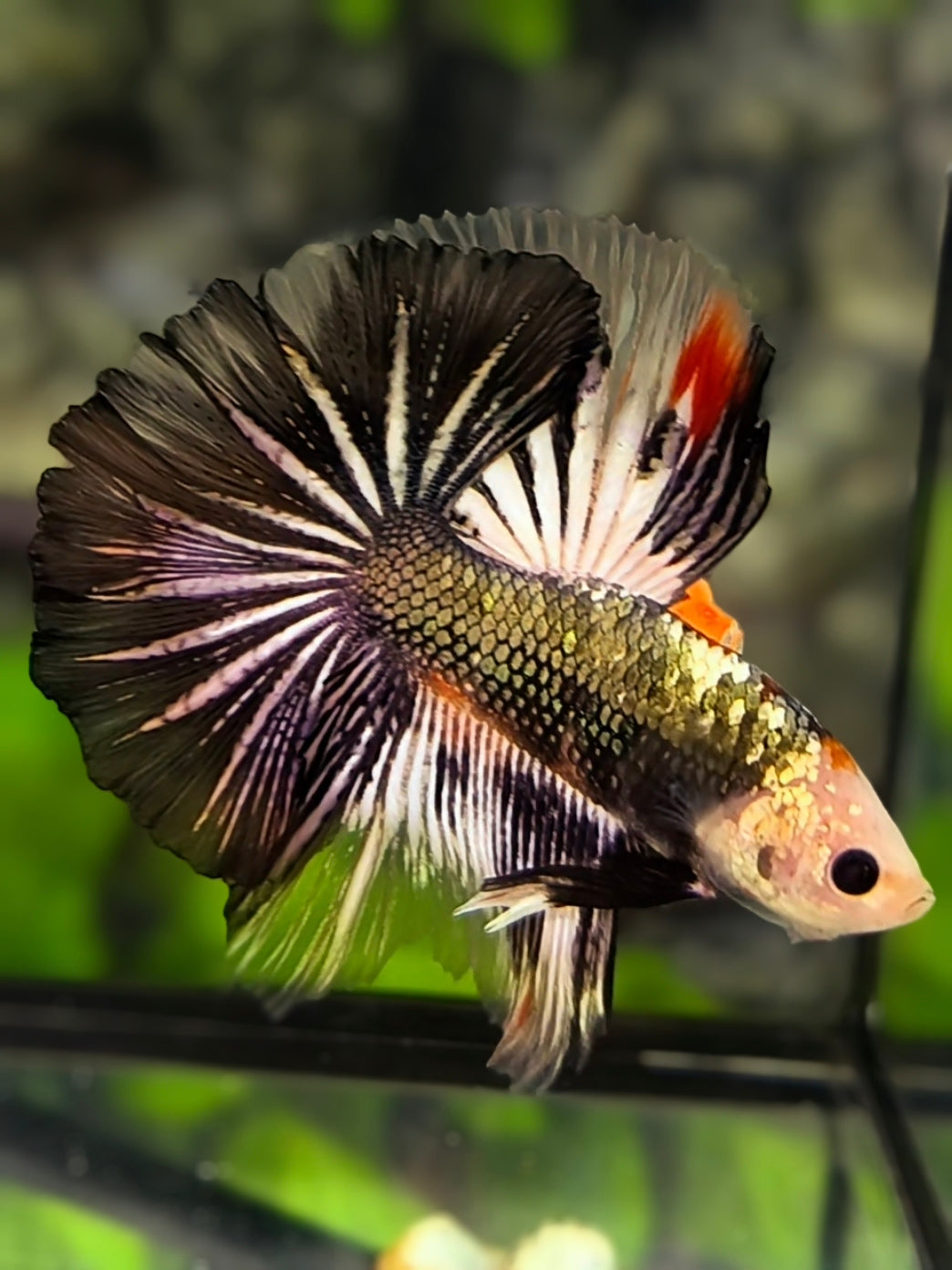 Monkey Face Copper Fancy Over Halfmoon Betta Fish Male