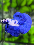 Blue Marble Panda Halfmoon Betta Fish Male