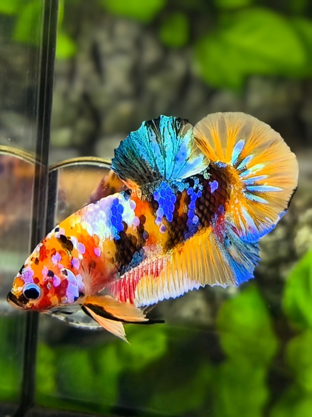 Black Lips Multicolor Galaxy HMPK Betta Fish Male
