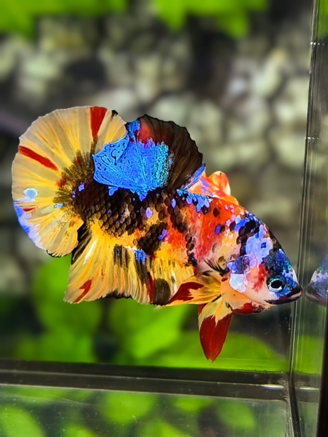 Black Lips Multicolor Tiger Galaxy HMPK Betta Fish Male