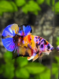Yellowbase Multicolor Galaxy Purple Black Lips Over HMPK Betta Fish Male