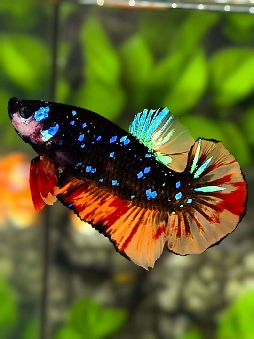 Avatar Blackstar Nemo Variation HMPK Betta Fish Male