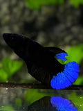 Blue Tail Black Light HMPK Betta Fish Female For Sorority / Breed