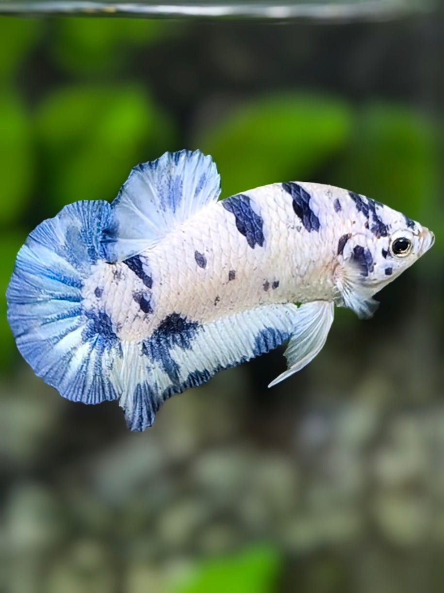 Blue Marble Dot Dalmation HMPK Betta Fish Male