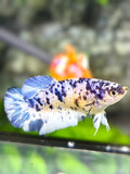 Marble Dalmation Full Eggs HMPK Betta Fish Female For Sorority / Breed