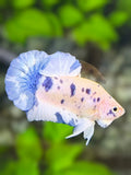 Blue Marble Dot Dalmation HMPK Betta Fish Male