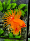 Solid Orange Crowntail Betta Fish Male