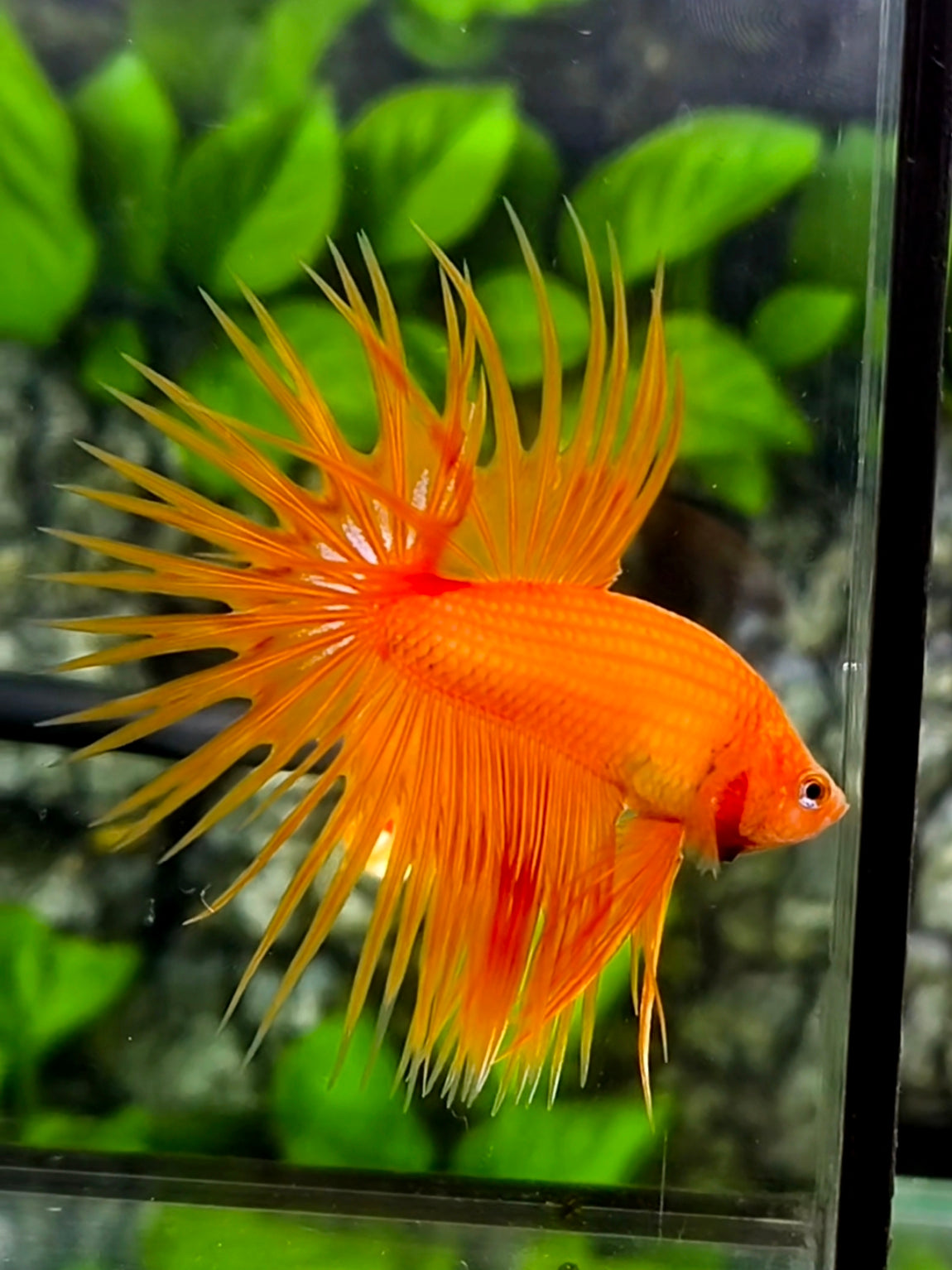 Solid Orange Crowntail Betta Fish Male