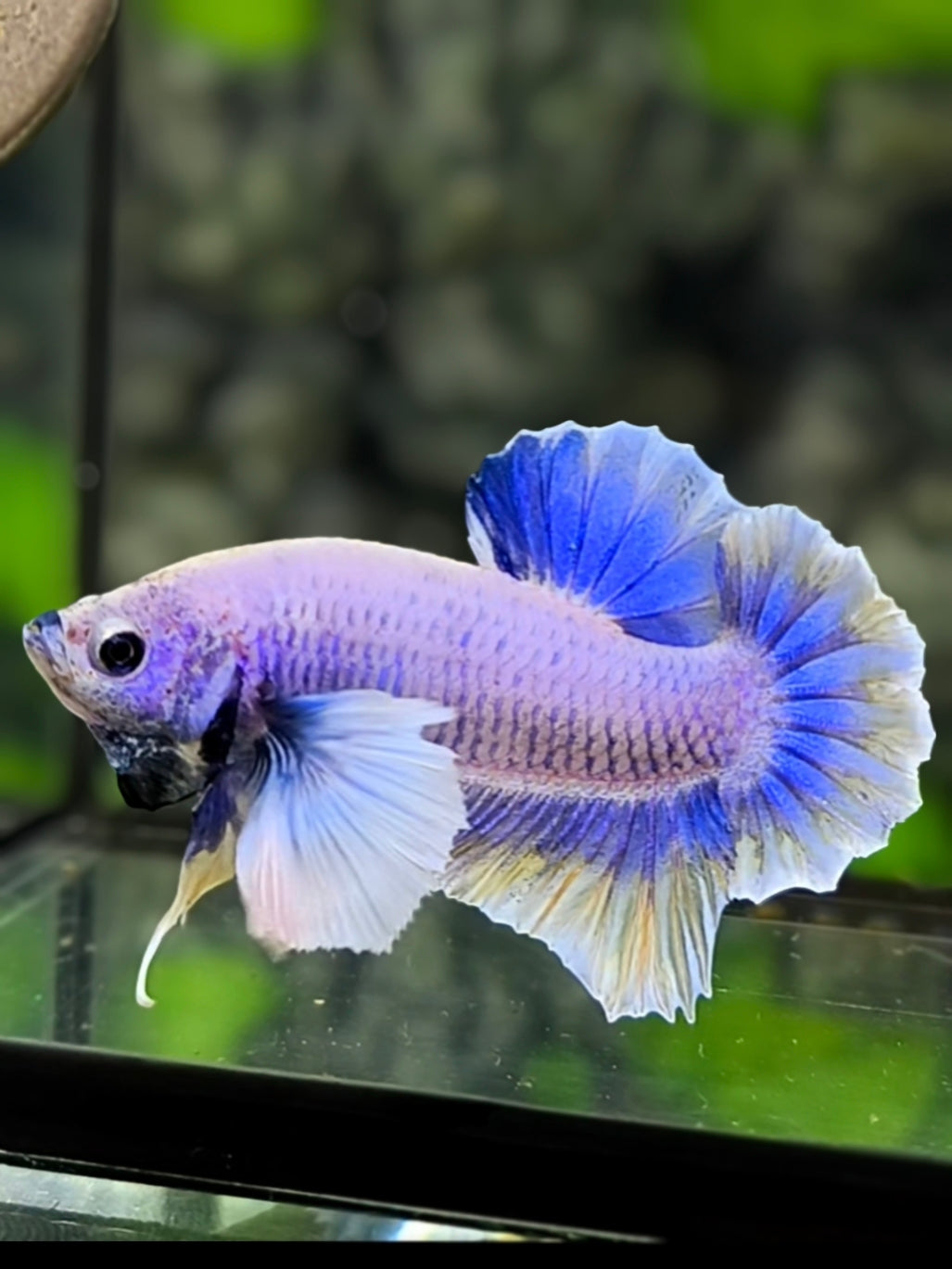 Dumbo Ears Grizzle Flowertail HMPK Betta Fish Male