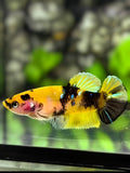 Yellow Bumble Bee HMPK Betta Fish Female For Sorority / Breed #YKG