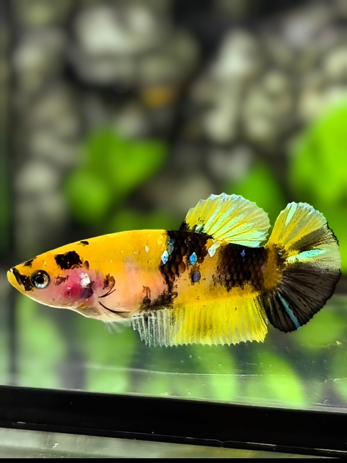 Yellow Bumble Bee HMPK Betta Fish Female For Sorority / Breed #YKG