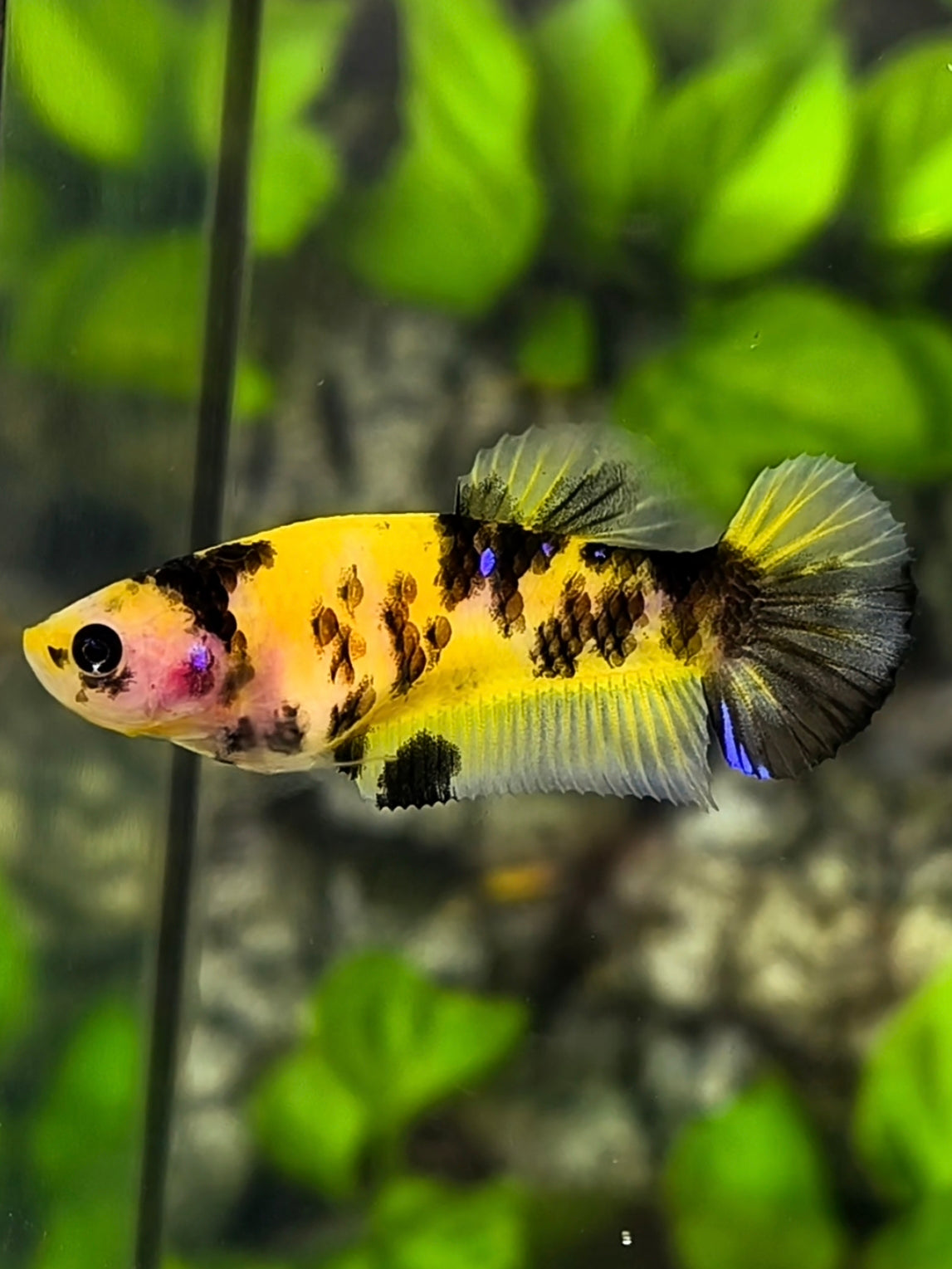 Yellow Bumble Bee HMPK Betta Fish Female For Sorority / Breed #YKG