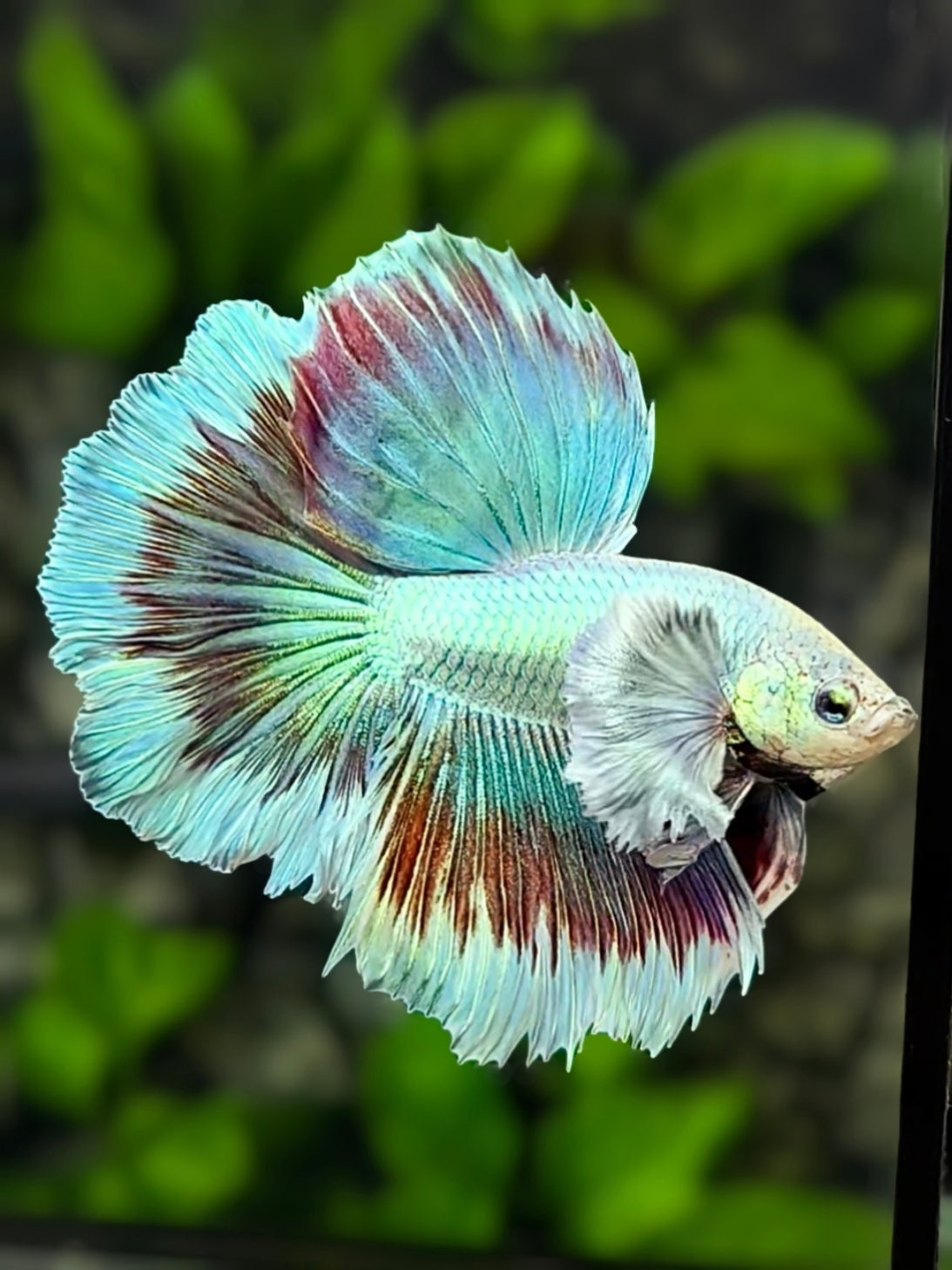 Dumbo Ears Blue Lagoon Butterfly Halfmoon Betta Fish Male