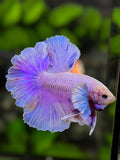 Dumbo Ears Pink Purple Feather Tail Halfmoon Betta Fish Male