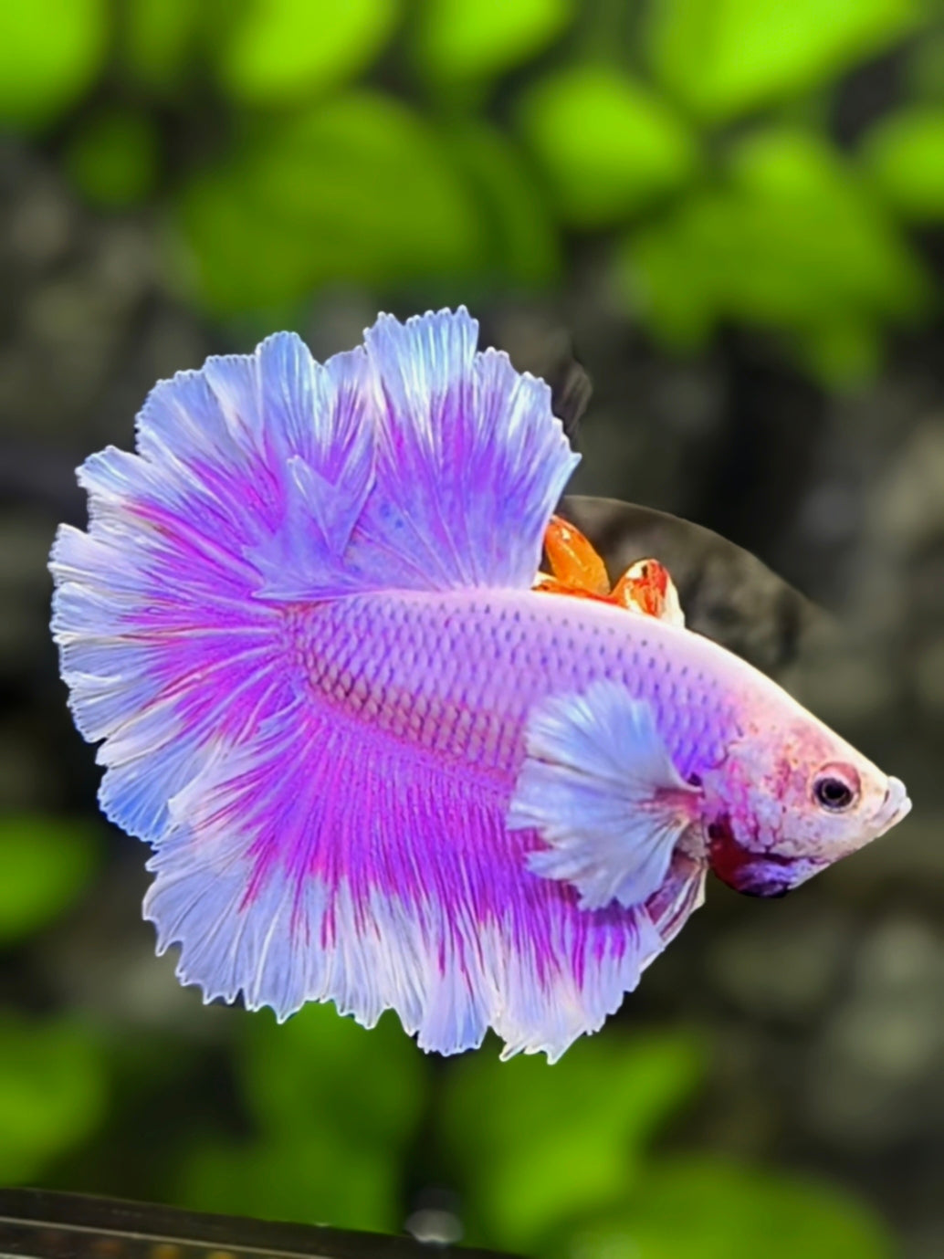 Dumbo Ears Pink Purple Feather Tail Halfmoon Betta Fish Male