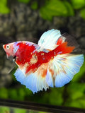 Barongsai Red Nose Halfmoon Betta Fish Male