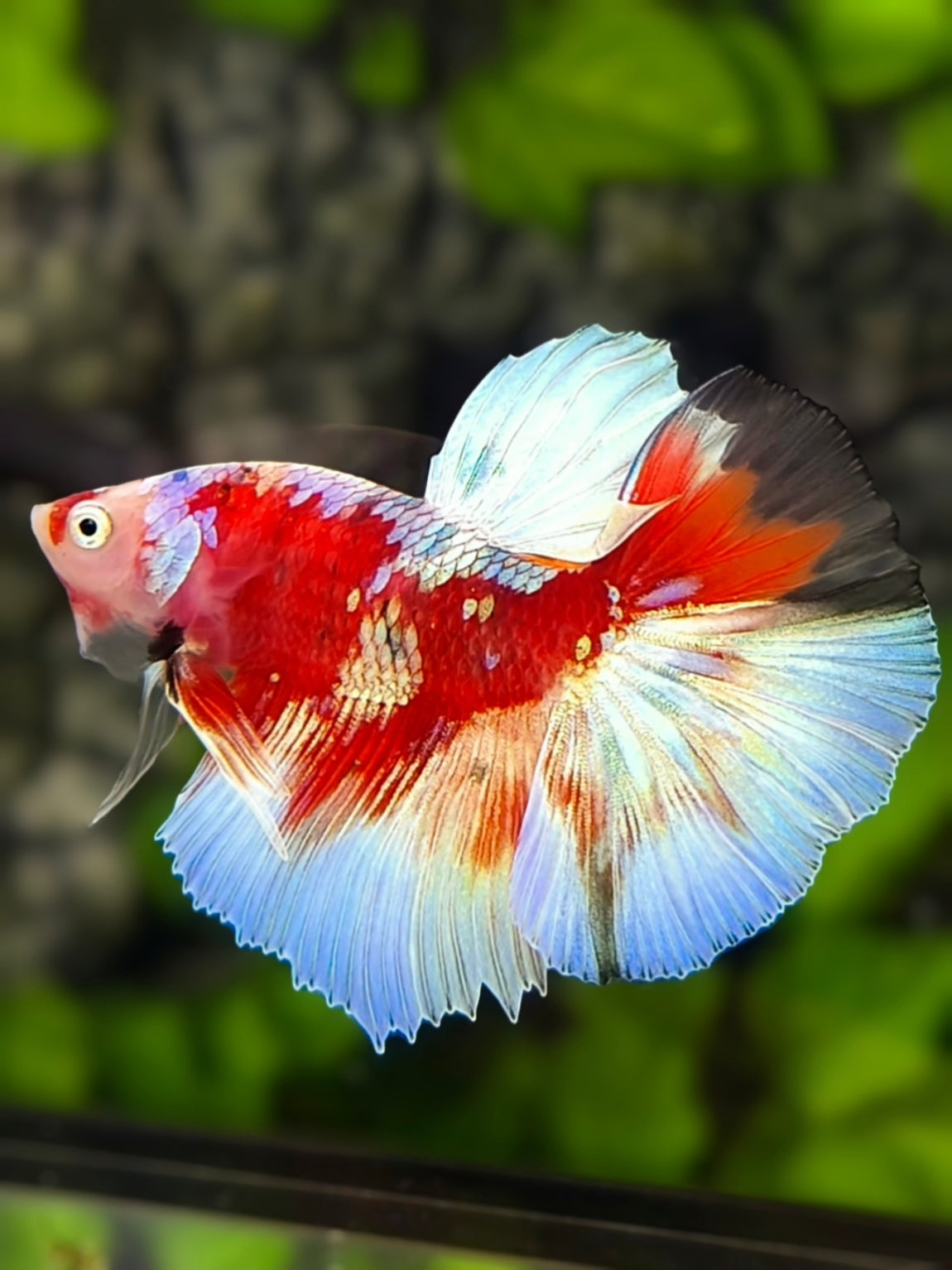 Barongsai Red Nose Halfmoon Betta Fish Male