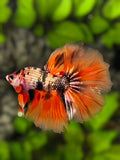 Copper Orange Candy Halfmoon Betta Fish Male
