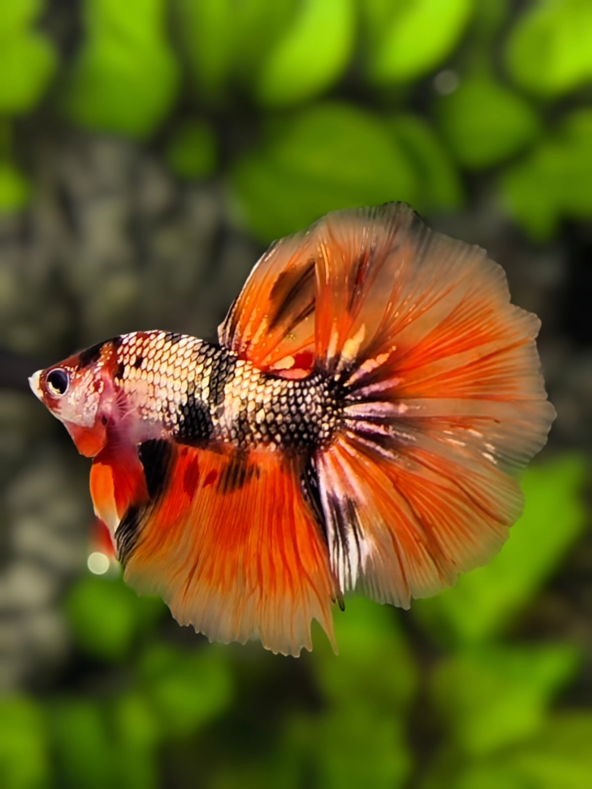 Copper Orange Candy Halfmoon Betta Fish Male