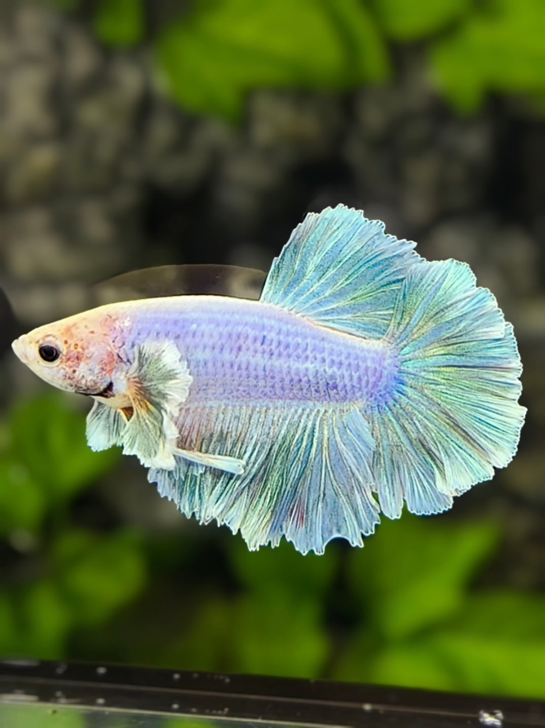 Sky Blue Monkey Face Feather Tail Halfmoon Betta Fish Male