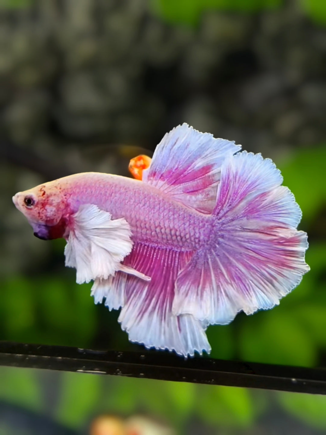 Dumbo Ears Pink Feather Tail Over Halfmoon Betta Fish Male