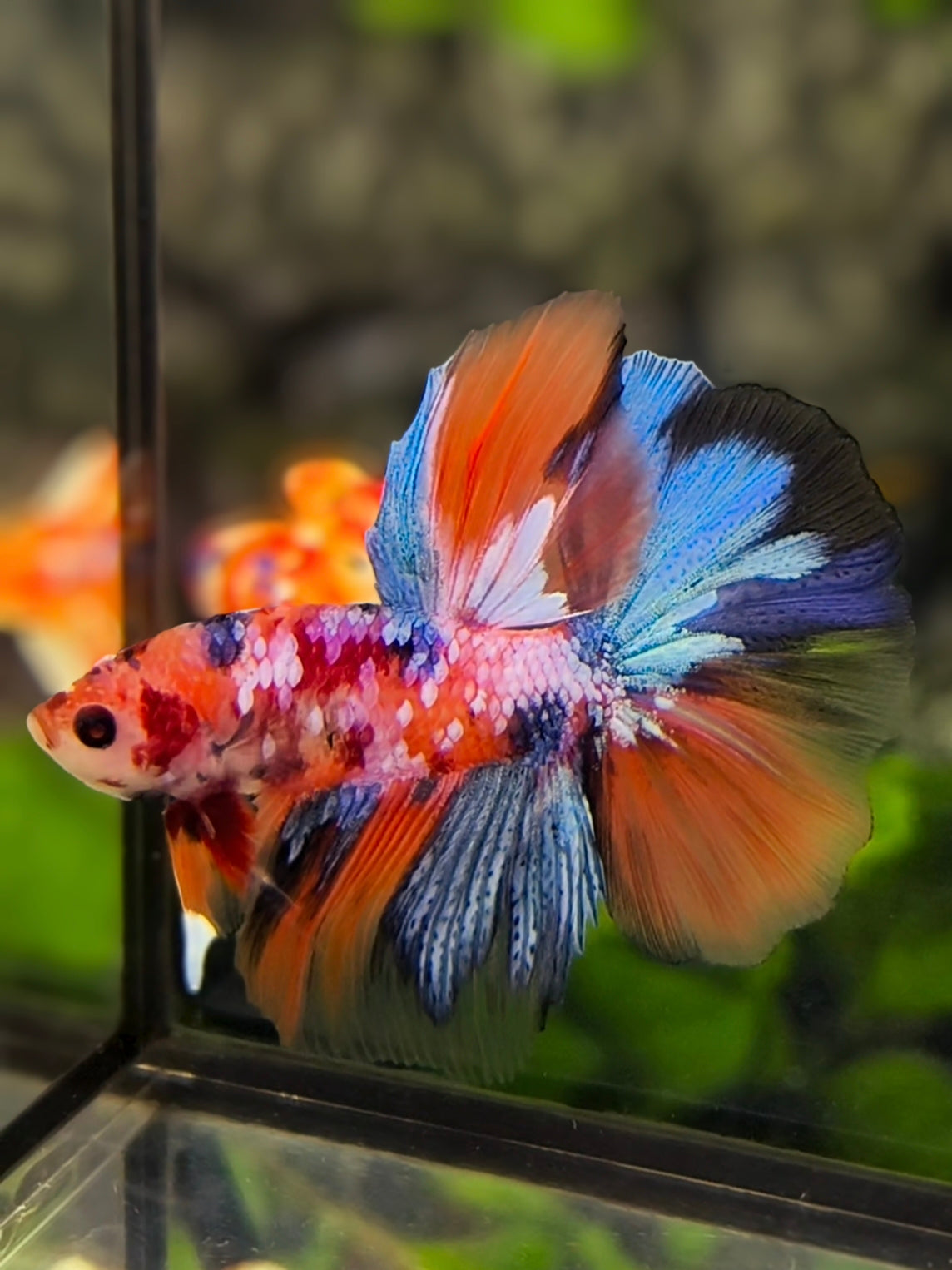 Multicolor Candy Galaxy Halfmoon Betta Fish Male