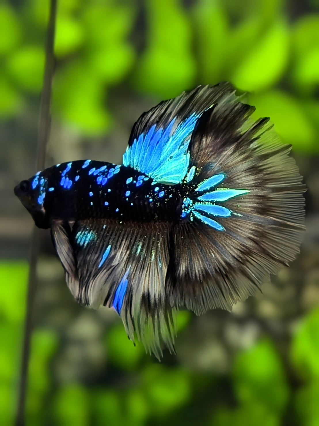 Avatar Blackstar Turquoise Halfmoon Betta Fish Male