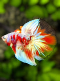 Red Barongsai Gold Halfmoon Betta Fish Male