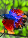 Hulk Green Eyes Multicolor Rosetail Halfmoon Betta Fish Male