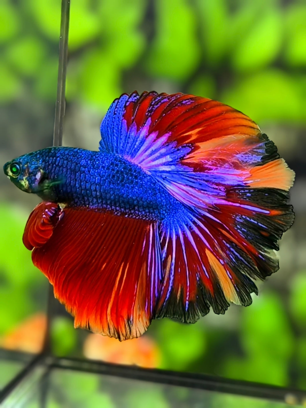 Hulk Green Eyes Multicolor Rosetail Halfmoon Betta Fish Male