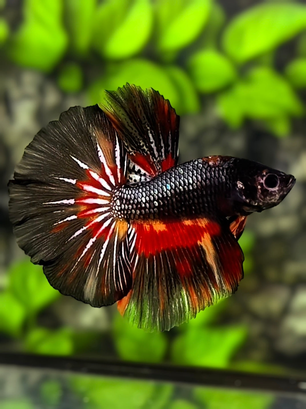 Copper Black Samurai Nemo Variation Halfmoon Betta Fish Male