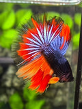 Multicolor Halfmoon Betta Fish Male