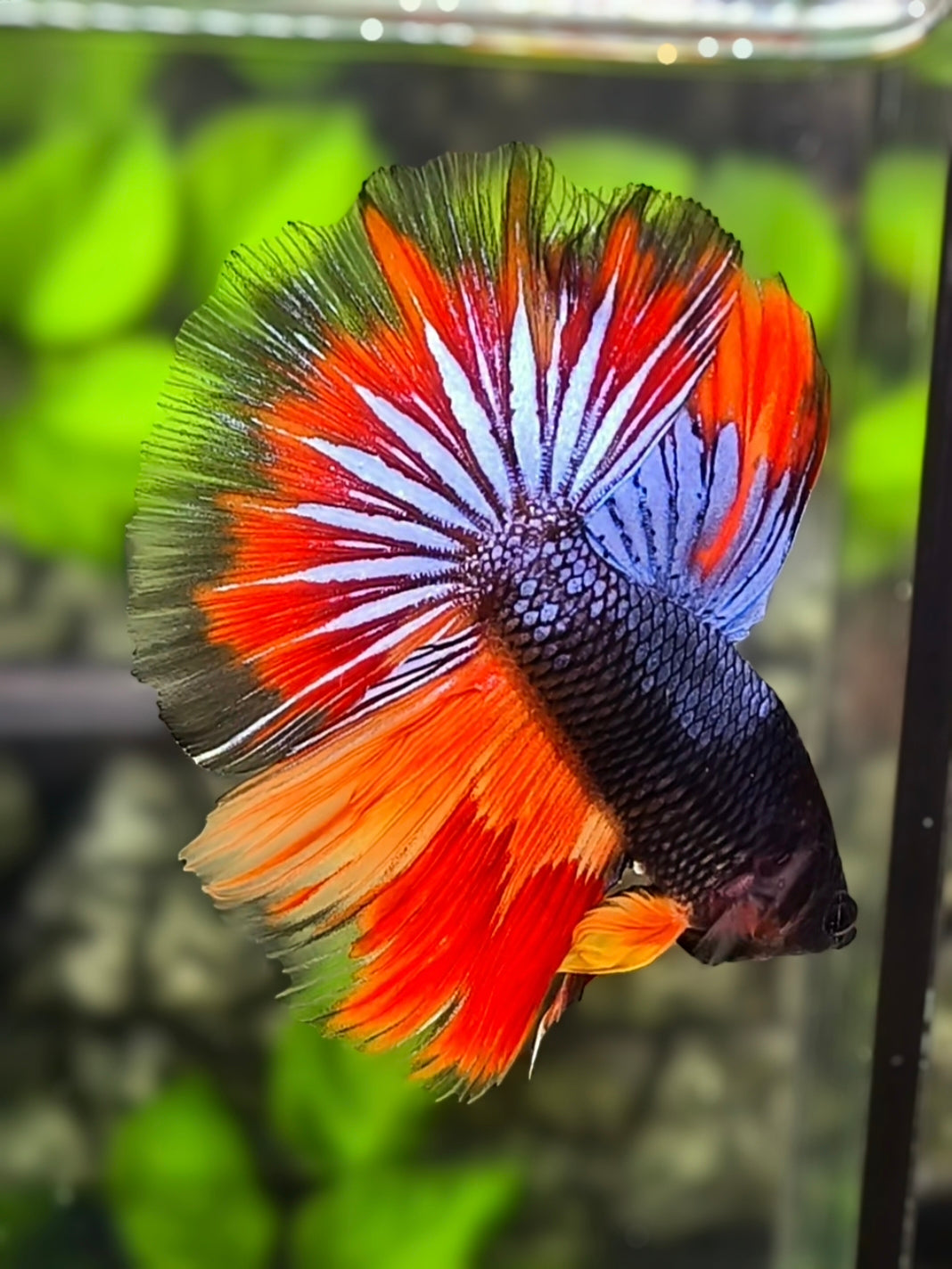 Multicolor Halfmoon Betta Fish Male