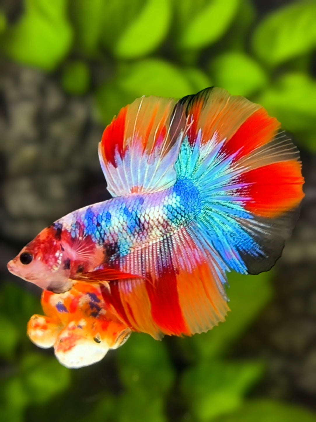 Juvenile Multicolor Halfmoon Betta Fish Male