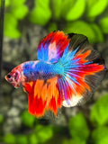 Multicolor Halfmoon Betta Fish Male