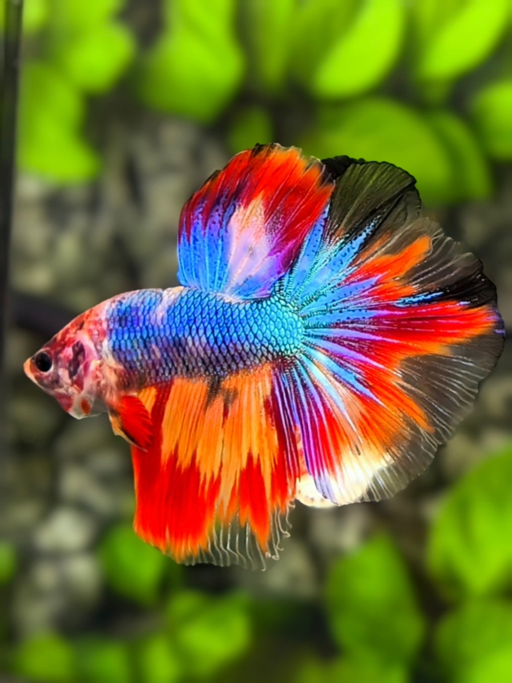 Multicolor Halfmoon Betta Fish Male