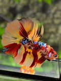 Nemo Koi Galaxy Over Halfmoon Betta Fish Male