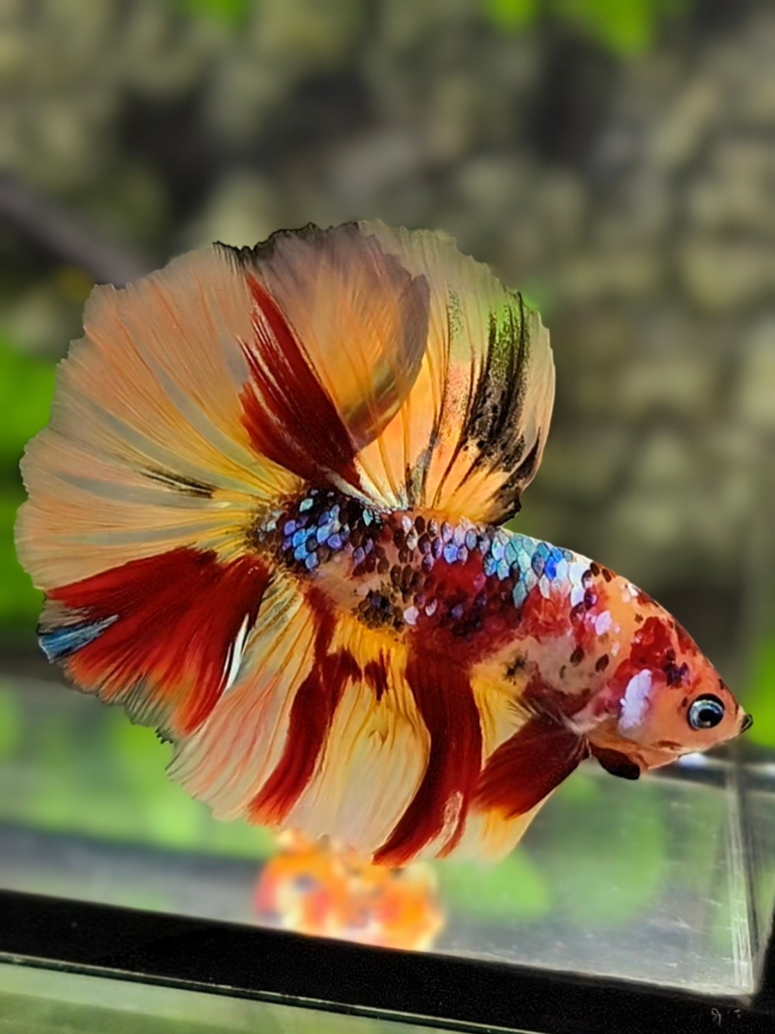 Nemo Koi Galaxy Over Halfmoon Betta Fish Male