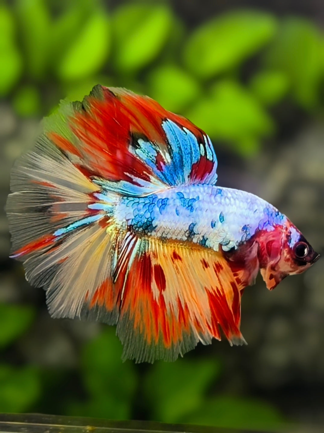 Multicolor Candy Halfmoon Betta Fish Male