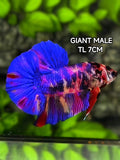 Multicolor Blue Candy JUMBO GIANT HMPK Betta Fish Male