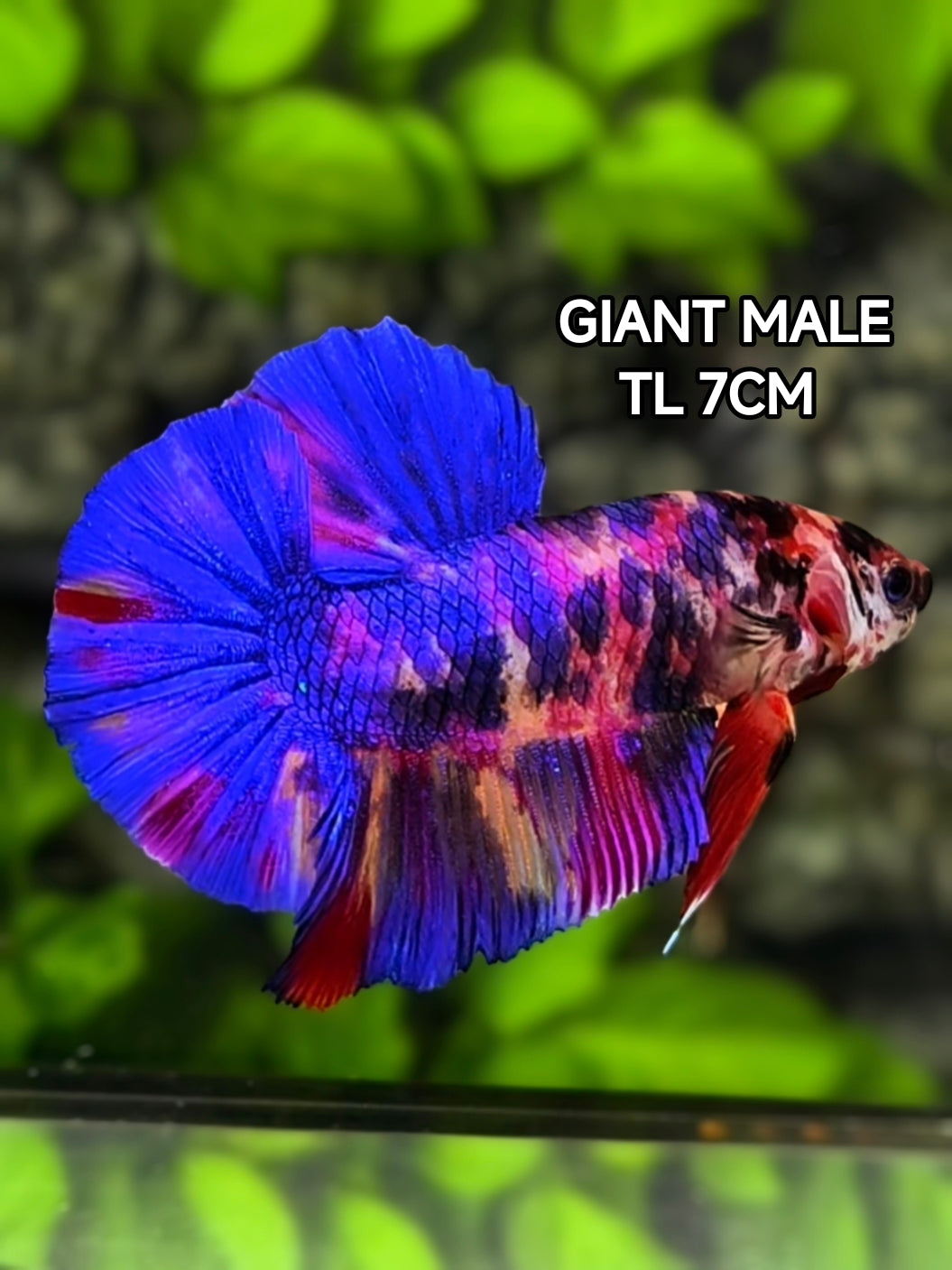Multicolor Blue Candy JUMBO GIANT HMPK Betta Fish Male