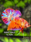 Multicolor Candy Metalic JUMBO GIANT Over HMPK Betta Fish Male