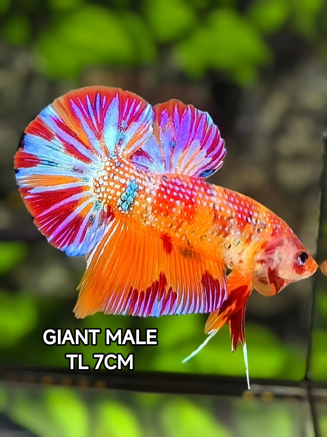 Multicolor Candy Metalic JUMBO GIANT Over HMPK Betta Fish Male