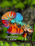 Multicolor Nemo Metalic Green JUMBO GIANT HMPK Betta Fish Male