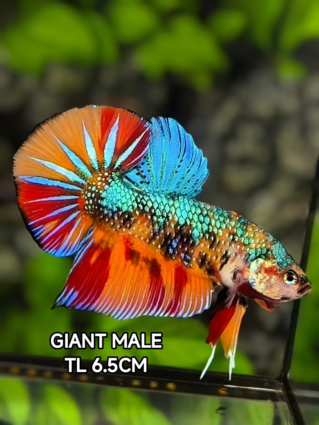 Multicolor Nemo Metalic Green JUMBO GIANT HMPK Betta Fish Male