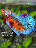 Multicolor Skyblue Metalic JUMBO GIANT HMPK Betta Fish Male
