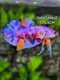 Multicolor Candy Metalic JUMBO GIANT HMPK Betta Fish Male