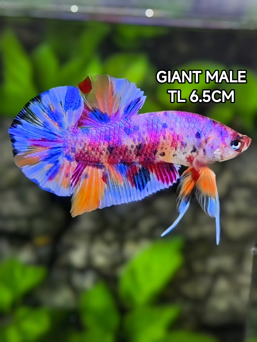 Multicolor Candy Metalic JUMBO GIANT HMPK Betta Fish Male