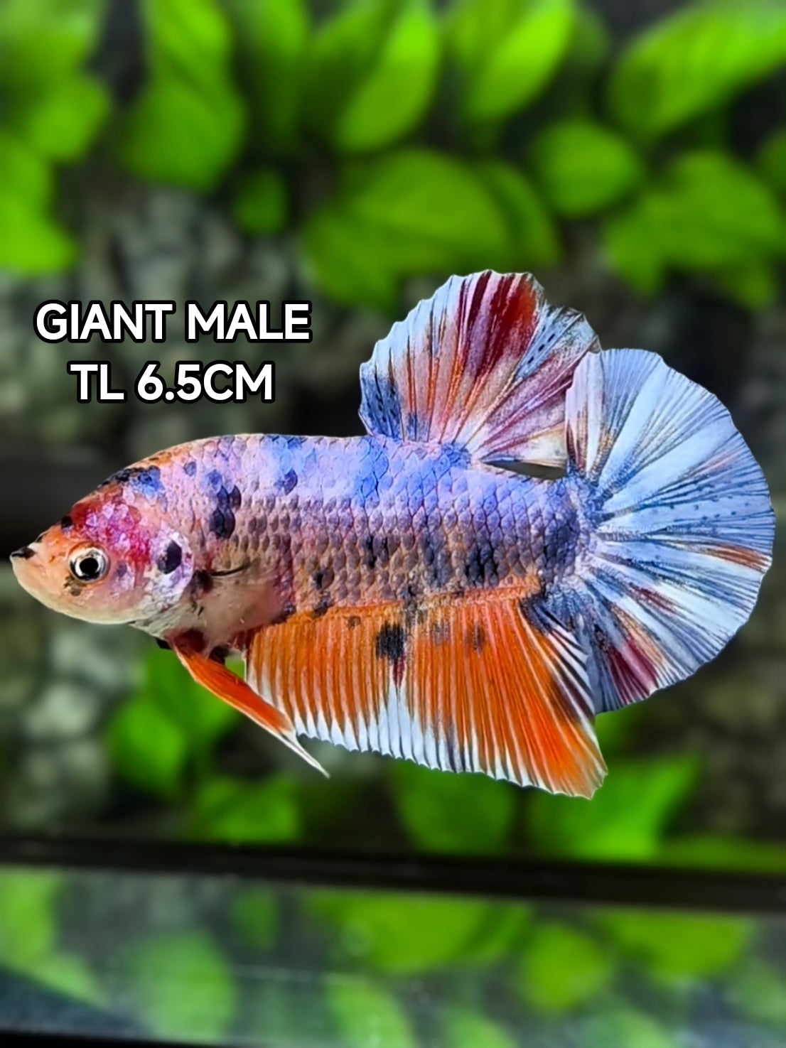 Multicolor Candy JUMBO GIANT HMPK Betta Fish Male
